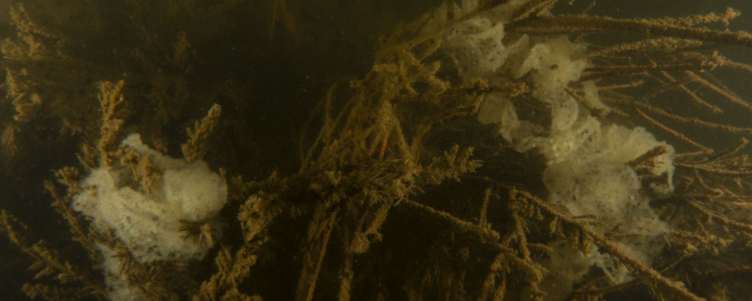 Fiskrom på risvase, undervattensfoto