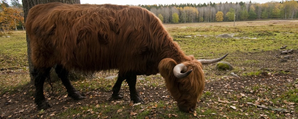 Highland Cattle ko som betar