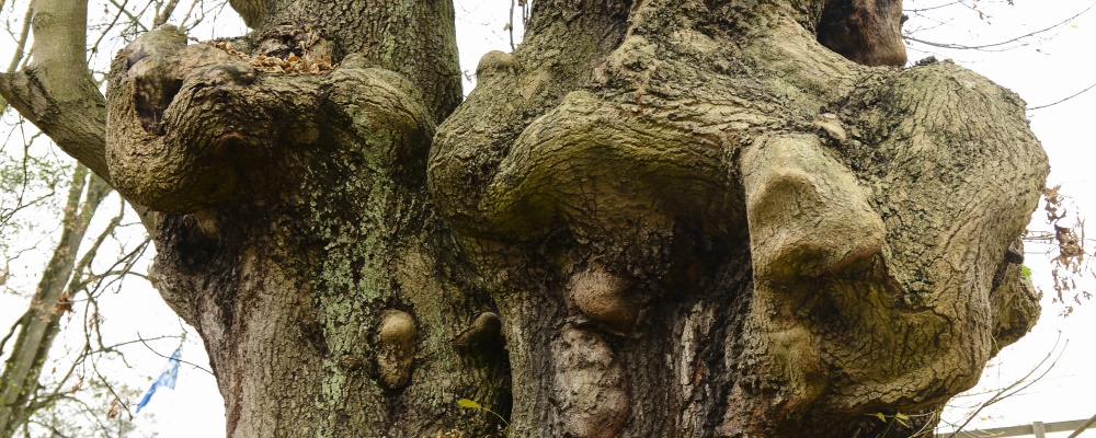 valkarna på trädet