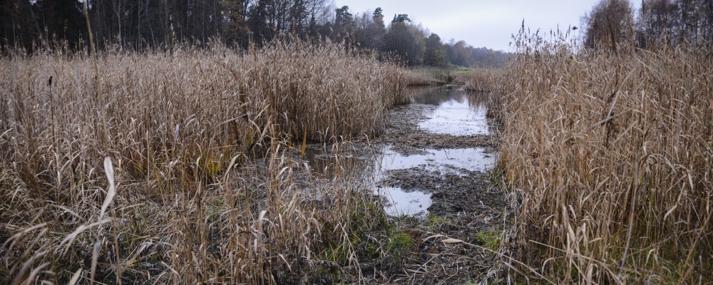 Fuktängen Stora dammen