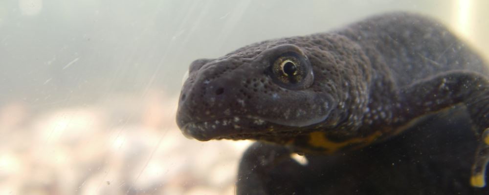 Större vattensalamander