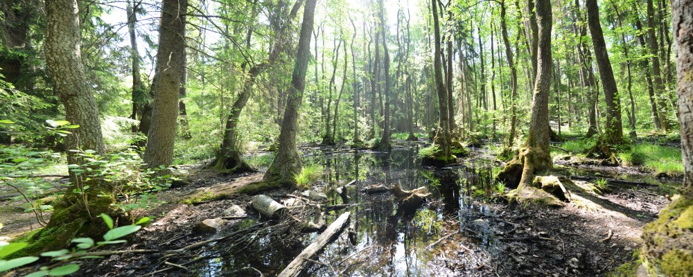 Alkärret i Älvsjöskogen