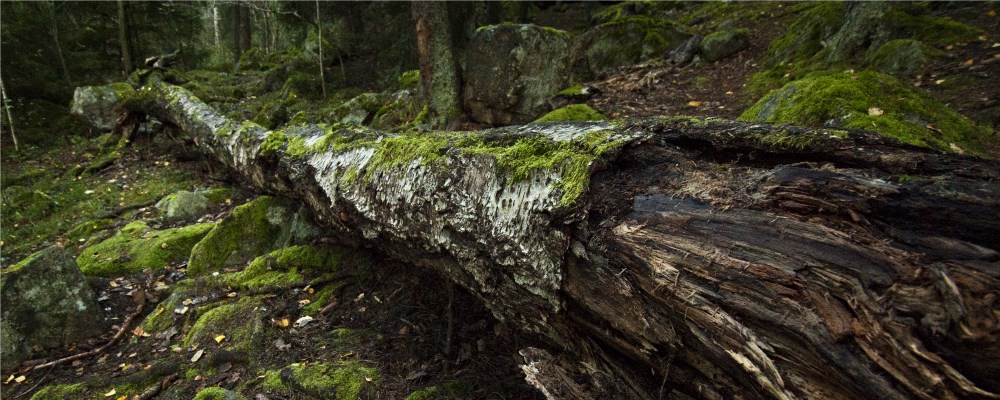 Död ved i Judarskogens naturreservat