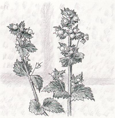 Vårflenört. Bild: Hans Sjöberg