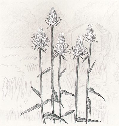 Vitrapunkel. Bild: Hans Sjögren