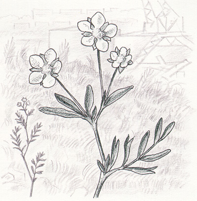 Spetsfingerört. Bild: Hans Sjöberg.