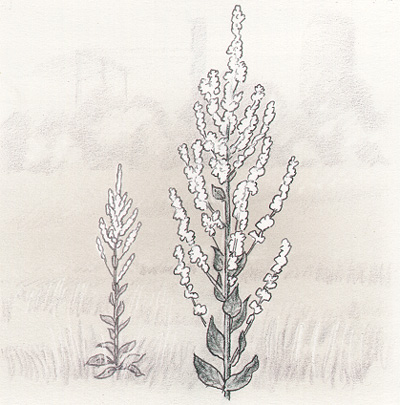 Grenigt kungsljus. Bild: Hans Sjögren.