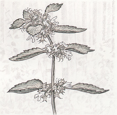 Bosyska. Bild: Hans Sjögren.