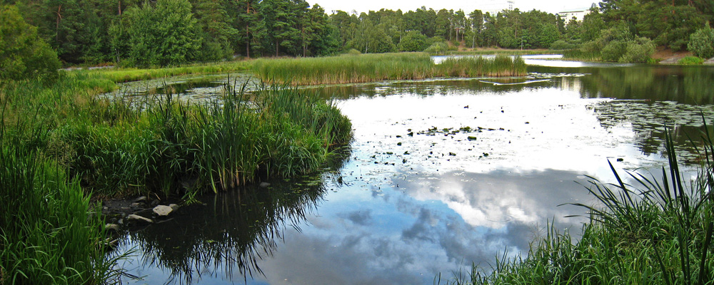 Råcksta träsk.