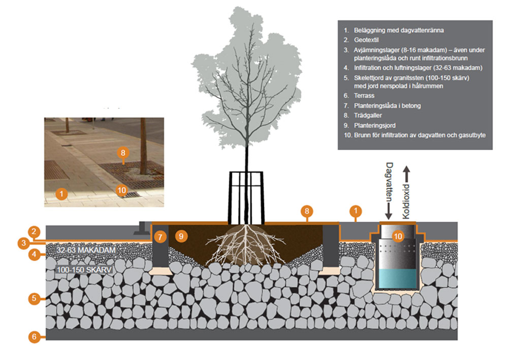 Skelettjord med träd