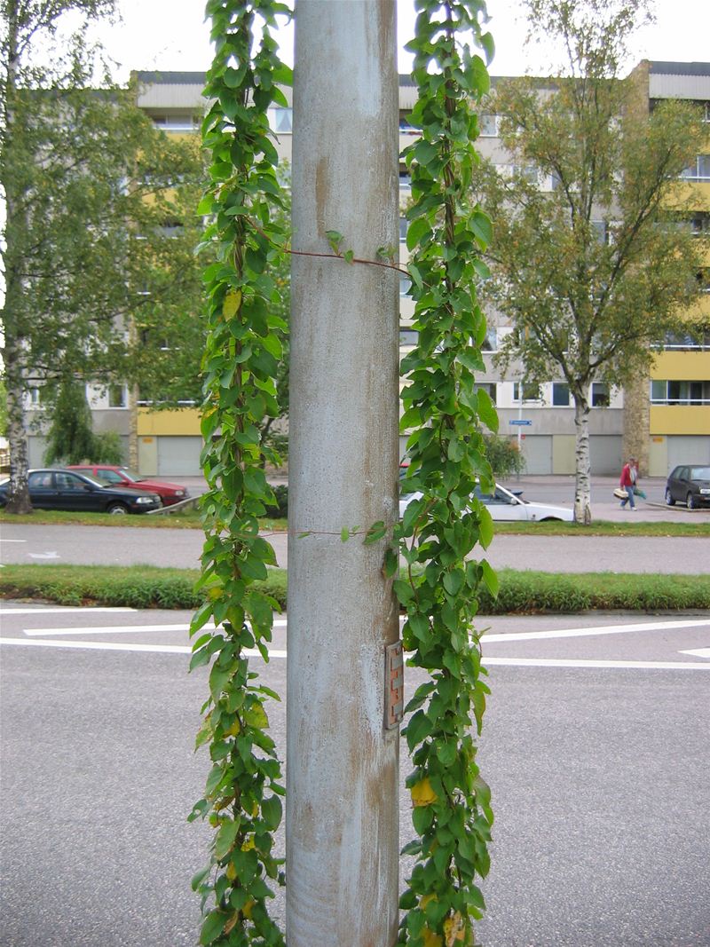 Inte bara som i sagan om "Jack och bönstjälken"...