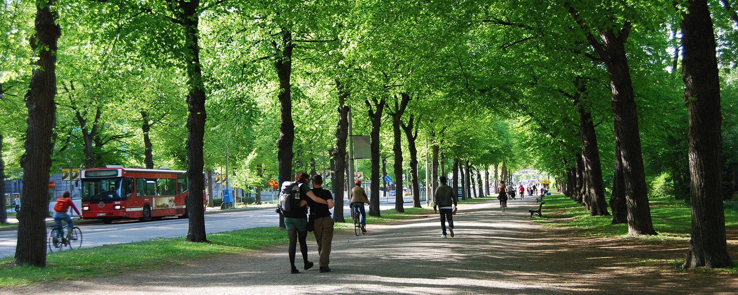 Skuggande trädallé på Djurgården i Stockholm