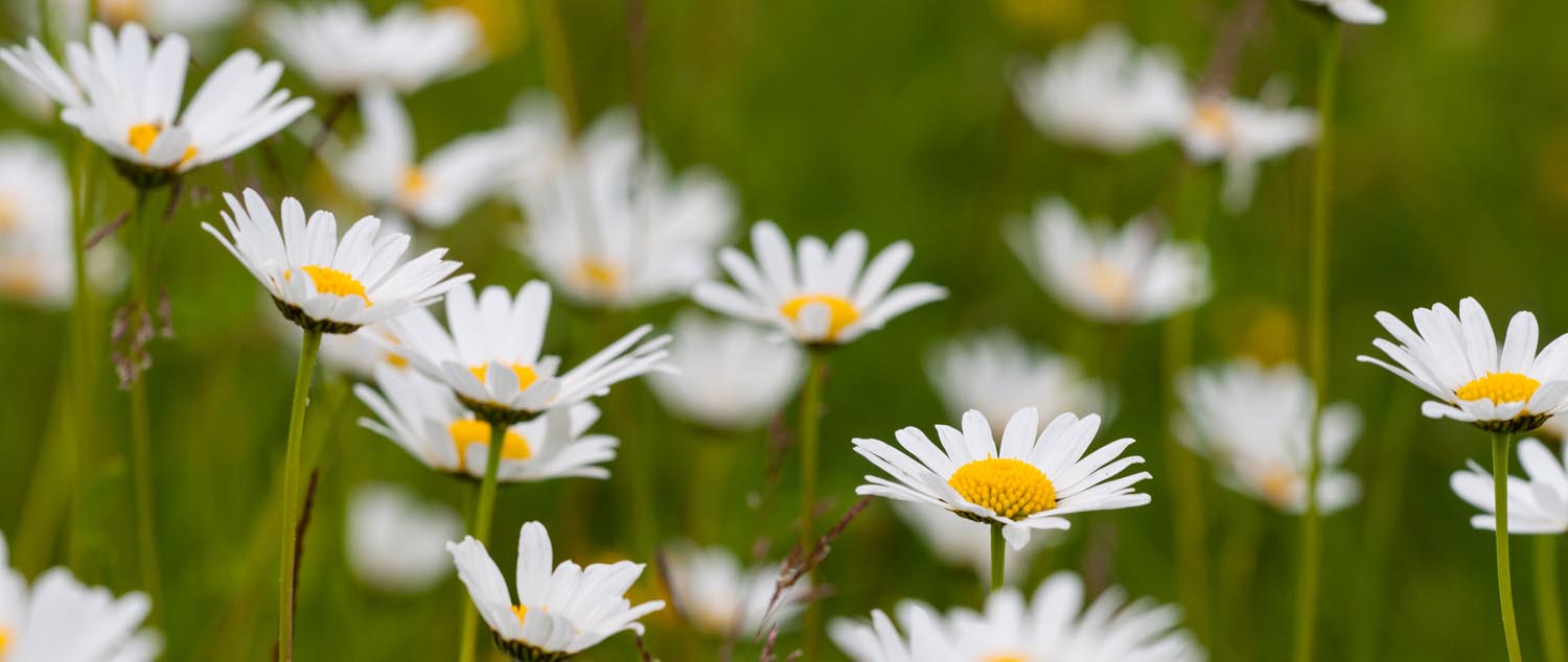 Prästkrage hör till de ängsblommor som såtts in i Tessinstråket. Foto: Johan Pontén