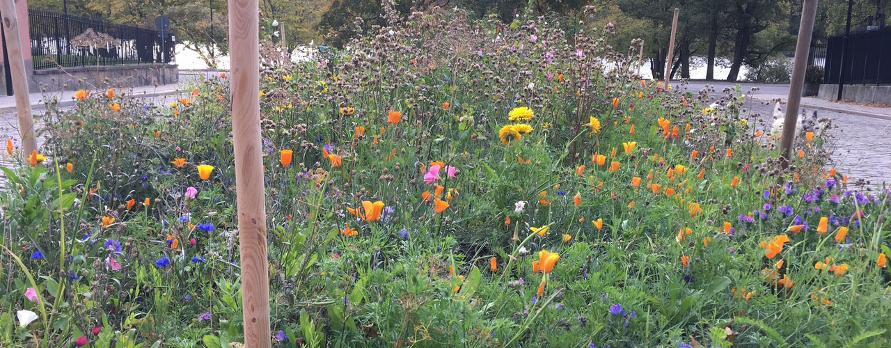 Kruthusplans nya blomsteräng. Foto: Sharon Cairns