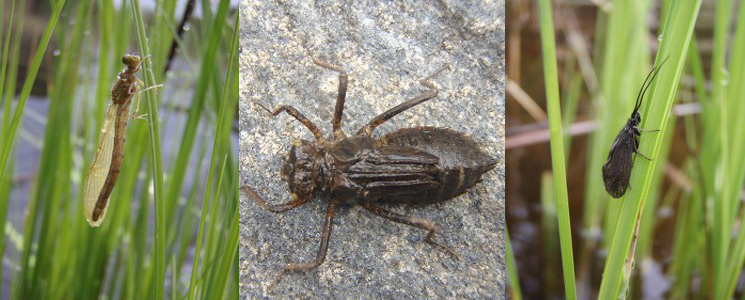 Från vänster till höger: nykläckt trollslända, trollsländela