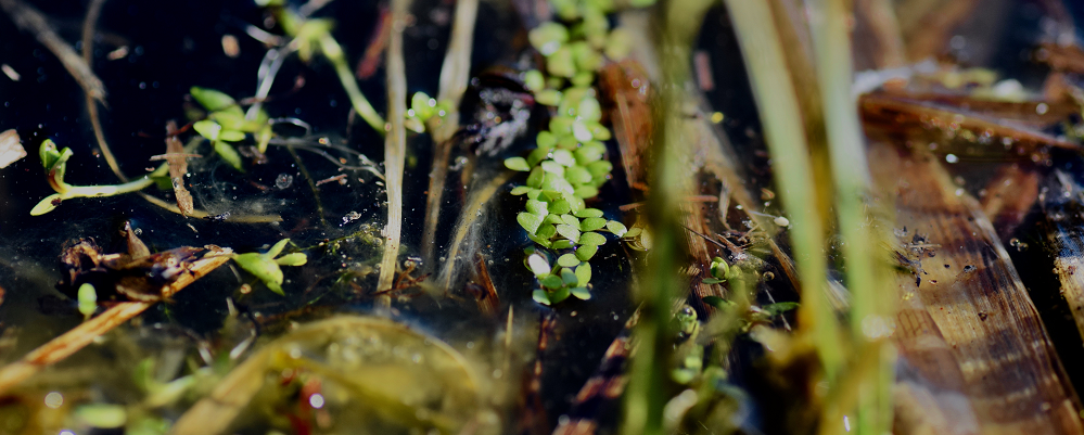 Flytbladsvegetation. Foto: Maya Miltell