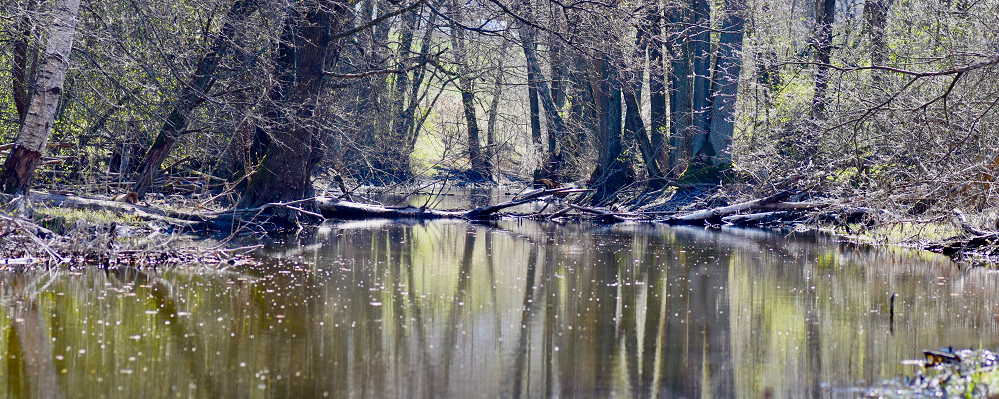 Forsåns strand. Foto: Maya Miltell