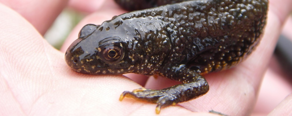 Större vattensalamander