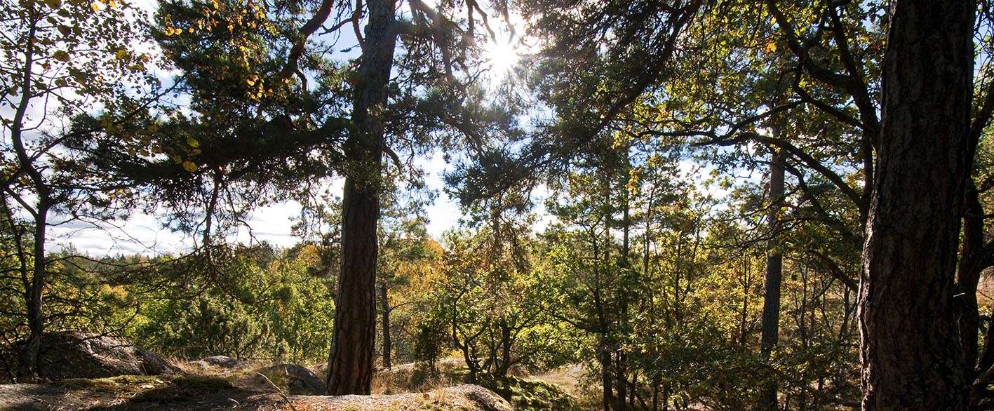 Gamla solbelysta tallar i Nackreservatet. Foto: Johan Pontén