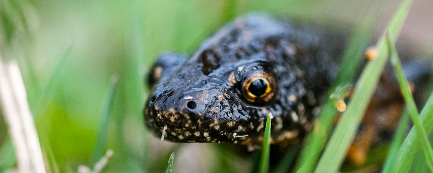 Större vattensalamander bland grässtrån