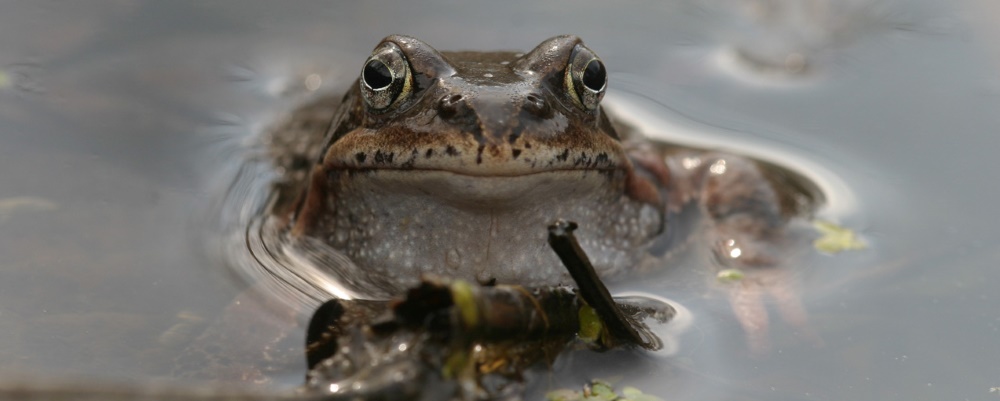 Foto: Magnus Sannebro