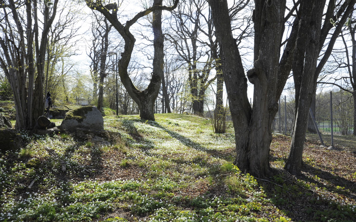 Ekmiljö efter friställning