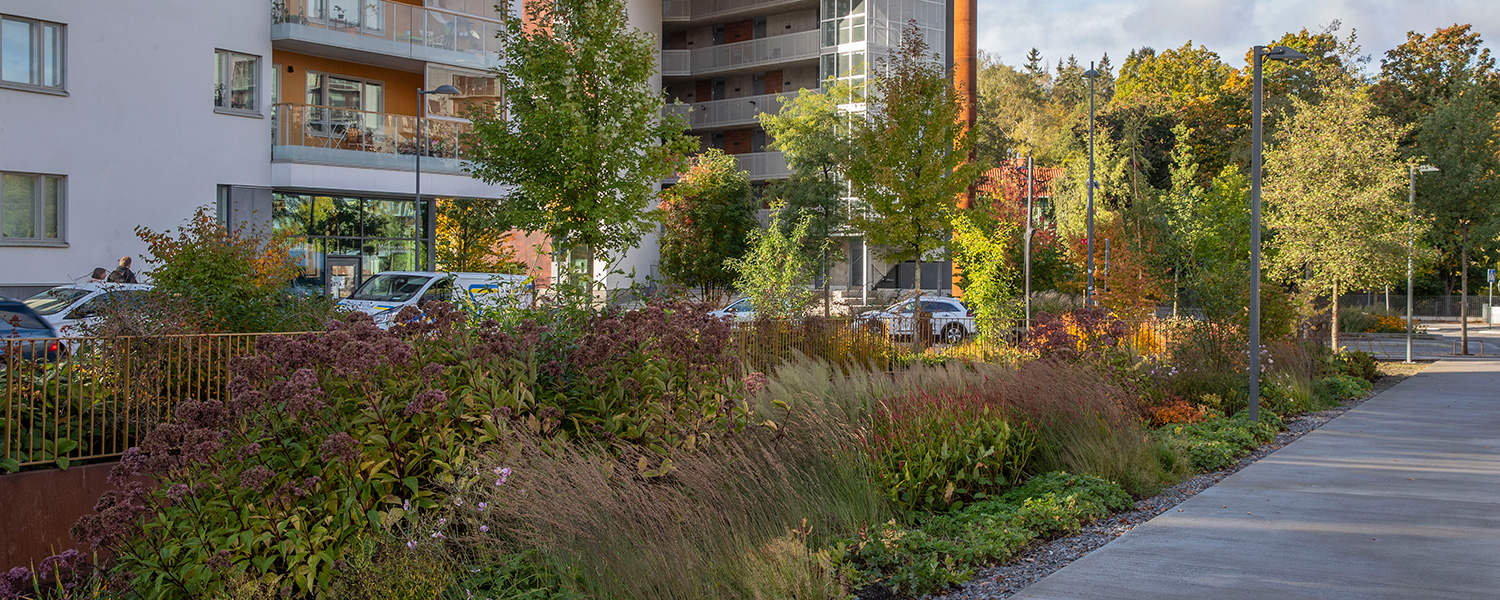 Växtbäddar med i Norra Djurgårdsstaden