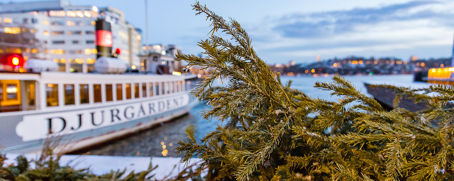 Julgran till blivande risvase