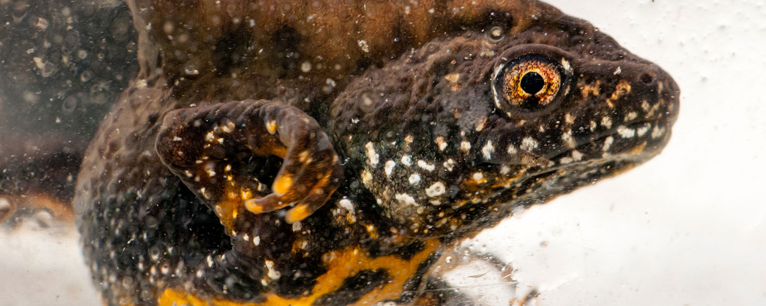 Salamander