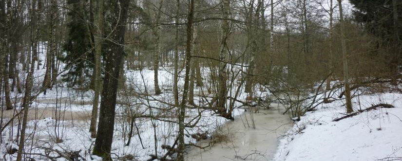 Våtmarksområde vid Sjötorpsvägen i Drevvikens naturreservat. Foto: WRS och Naturvatten (2017).