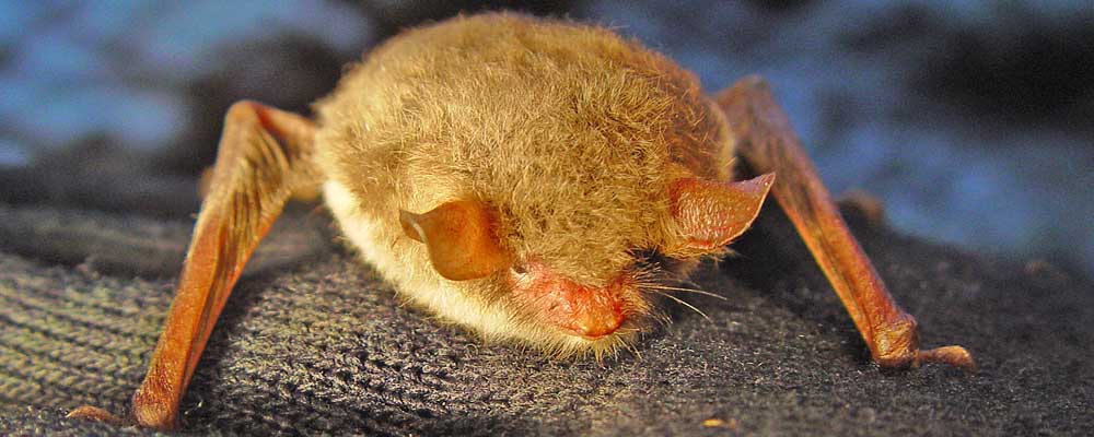 Fransfladdermus. Foto: Johnny De Jong