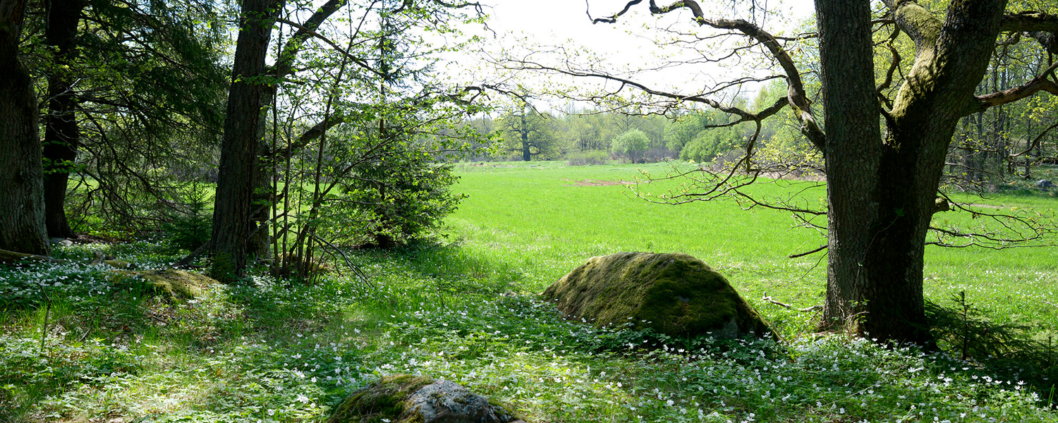 Ekmiljö med vitsippor och mossbeklädda stenar