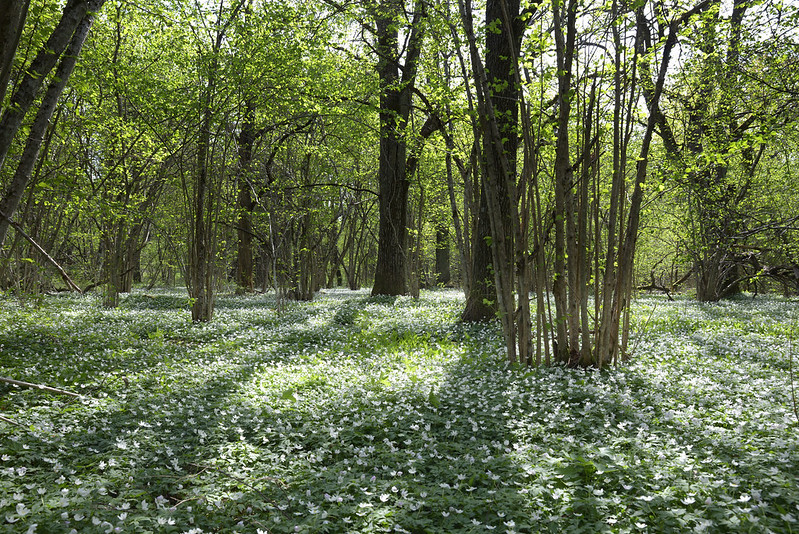 Vitsippsbacke med hassel o ek