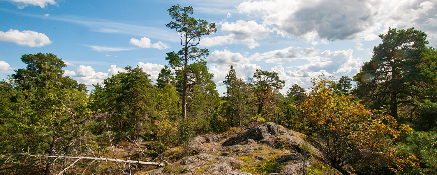 Hällmark med äldre tallskog i Hagsätraskogens naturreservat.