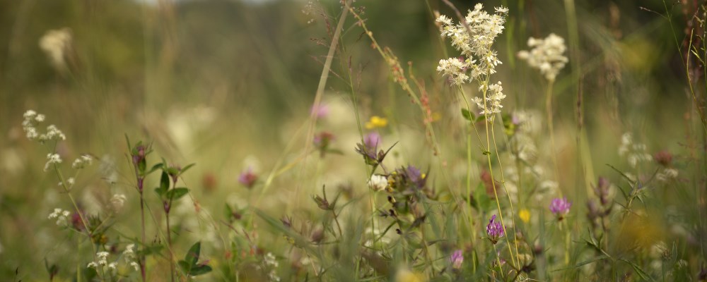 Olika blommor på en äng.