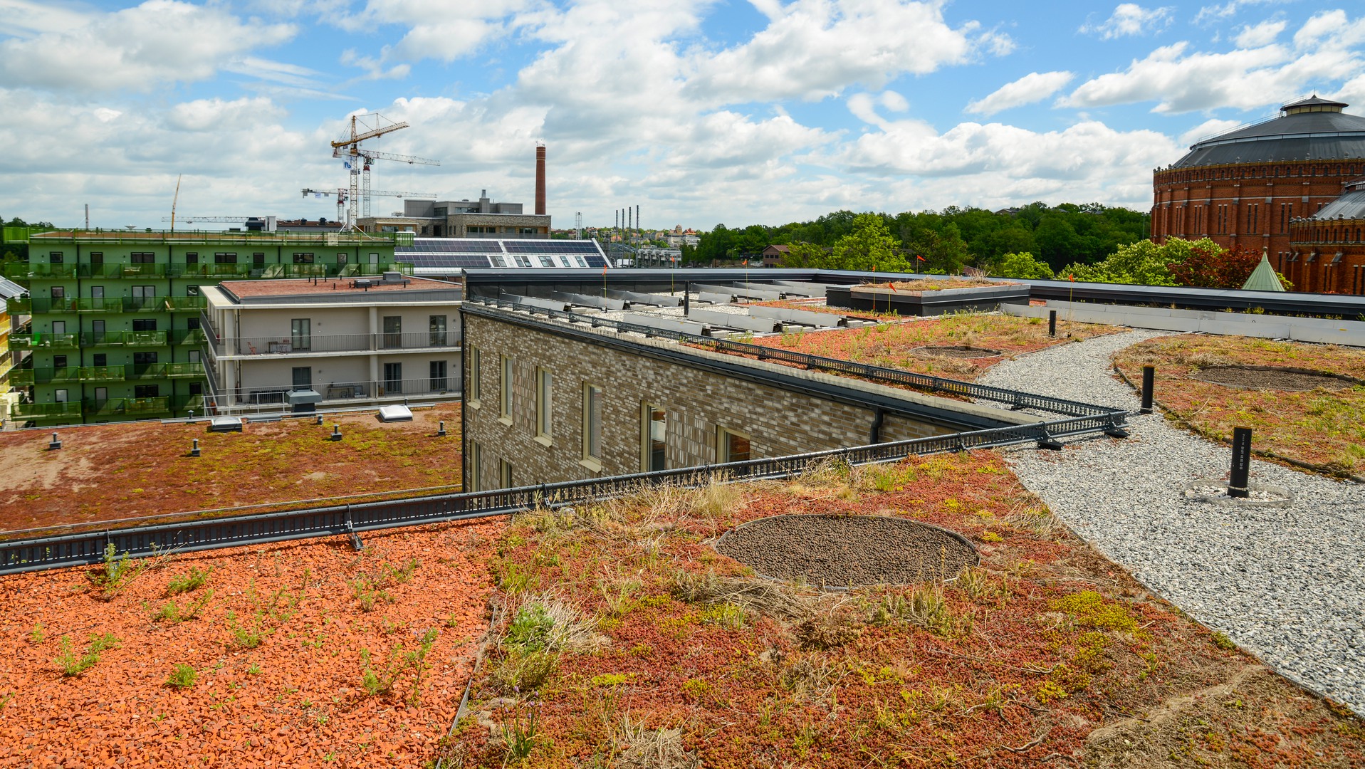 Sedumtak Norra Djurgårdsstaden