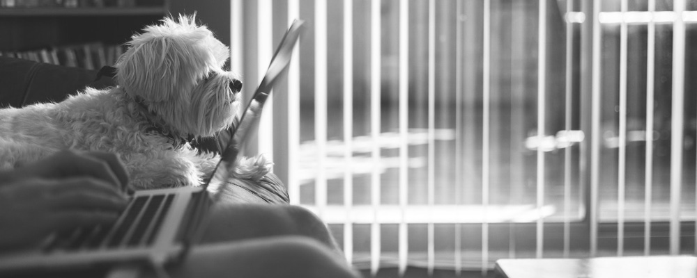 Laptop i soffan med hund