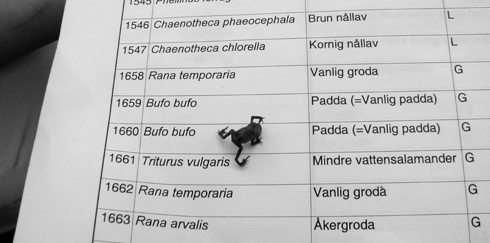 Bild med ung padda som kryper över en tabell med artfynd.