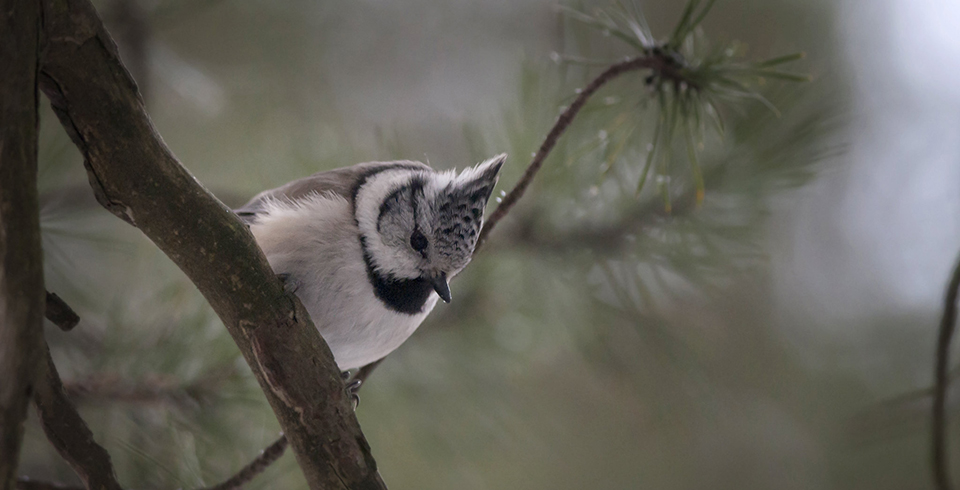 Foto av tofsmes på trädgren.