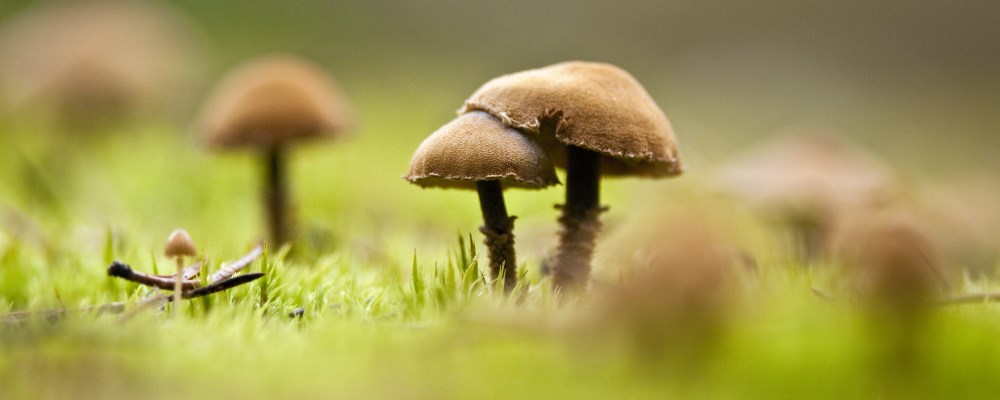 Närbild på svampar i marknivå.