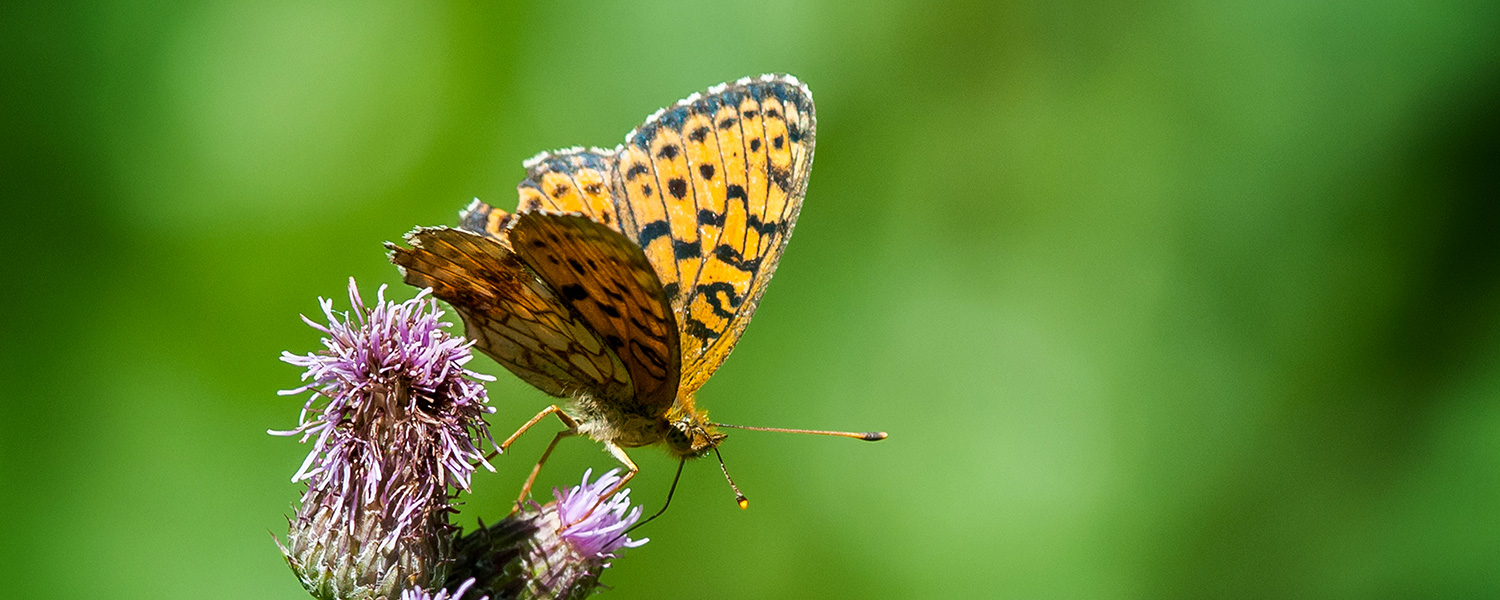 Bild av orange fjäril på blomma av åkertistel