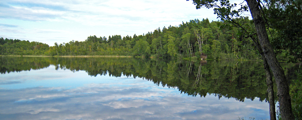 Soligt skogslandskap
