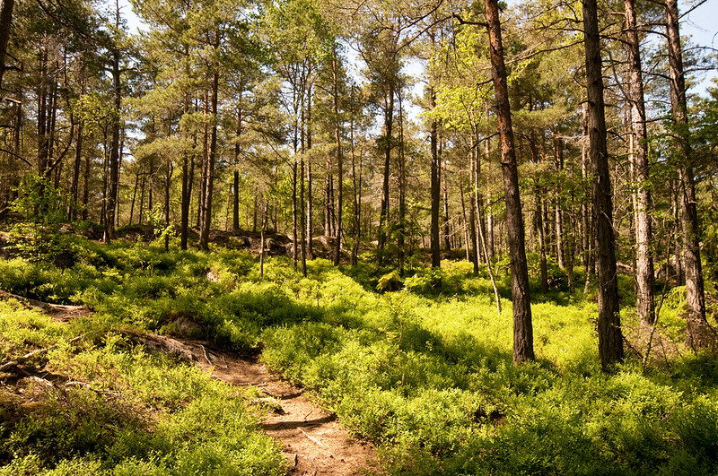 Barrskog med mycket tall.