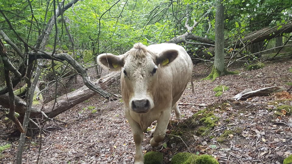 Vit ko gåendes i Sätraskogen.