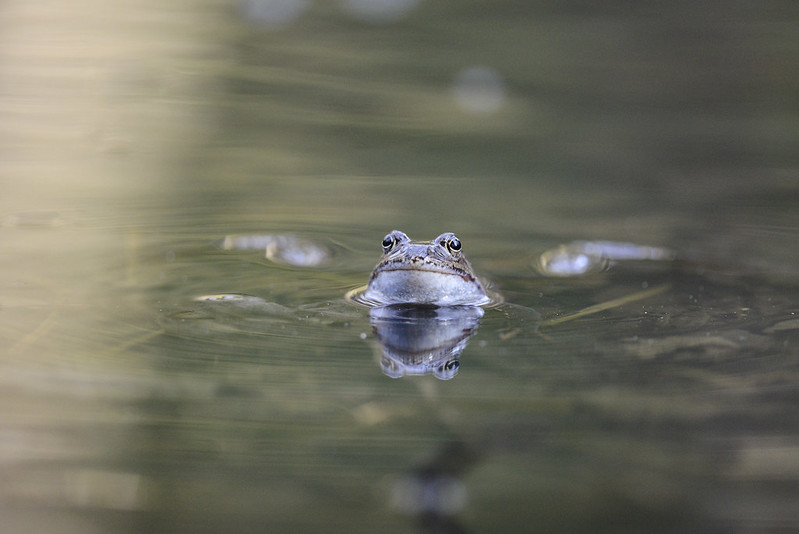 Vanlig groda simmandes i vatten.