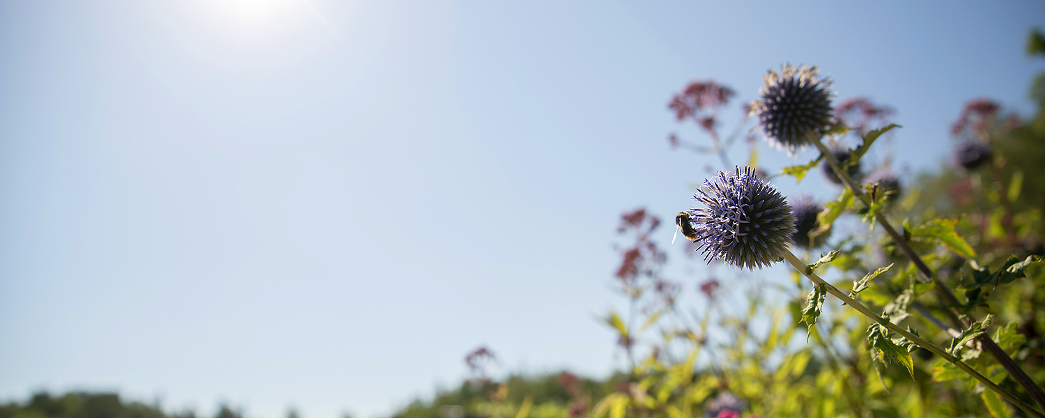 Humla på lila bolltistel