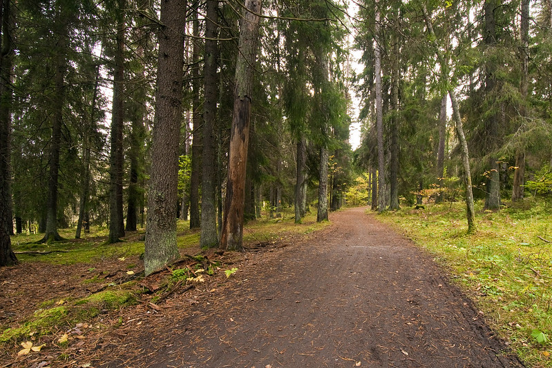 Skogsstig som löper genom barrskog.