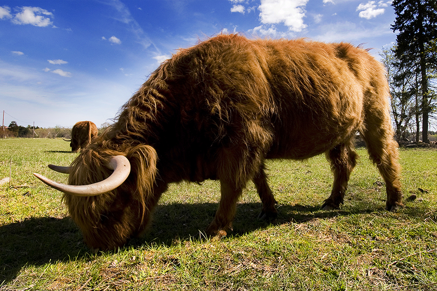 Naturbete med boskap highland cattle i förgrunden.