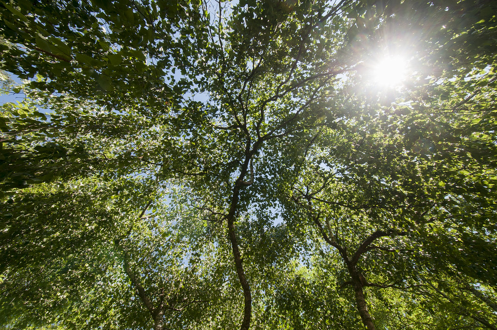 Skugga från solen under lövverket