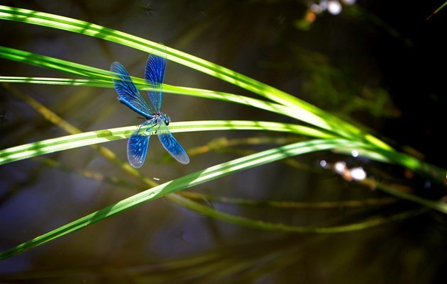 Trollslända i Igelbäcken